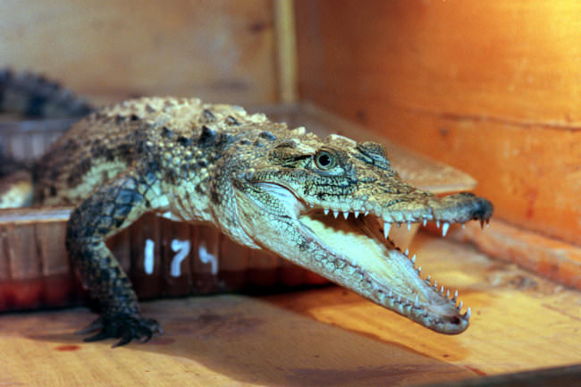 Русский крокодил- всё о страшном наркотике, вред и лечение